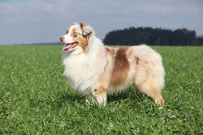 Do Australian Shepherds have tails