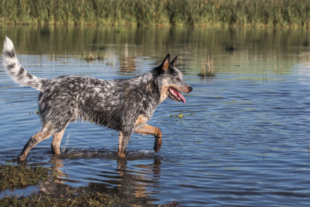 Australian Cattle Dog (Blue heeler) walking in water outdoors