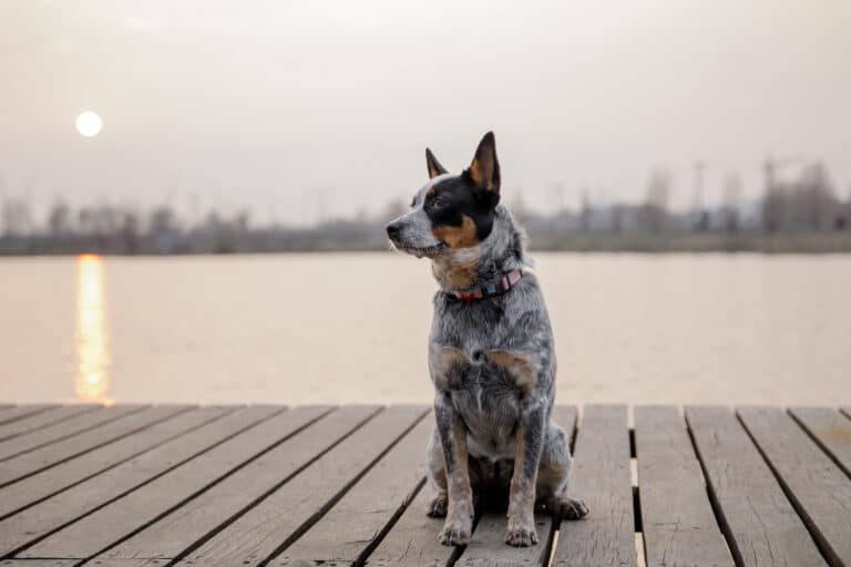 Are Australian Cattle Dogs low maintenance?