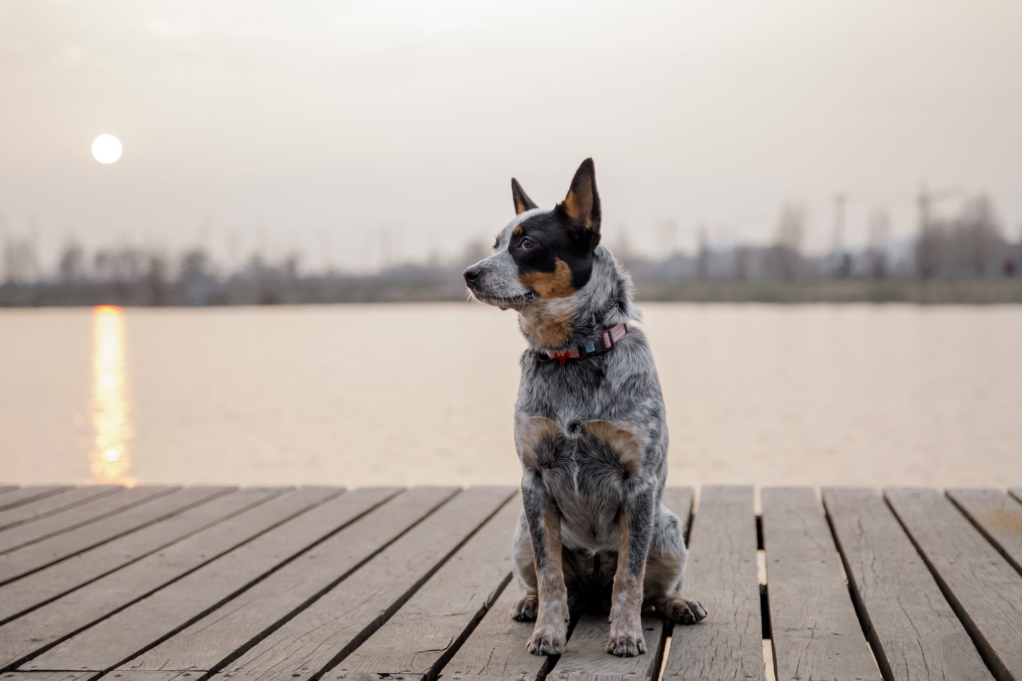 Are Australian Cattle Dogs low maintenance?