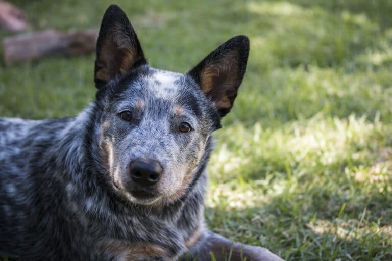 How to Stop an Australian Cattle Dog From Biting