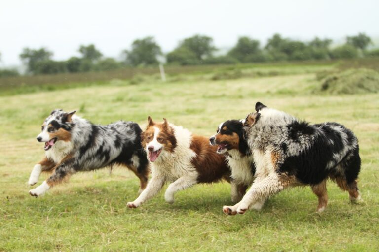 Why Do Australian Shepherds Wiggle