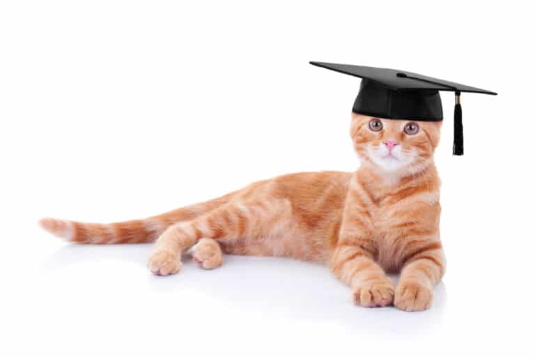 What can you train a cat to do?