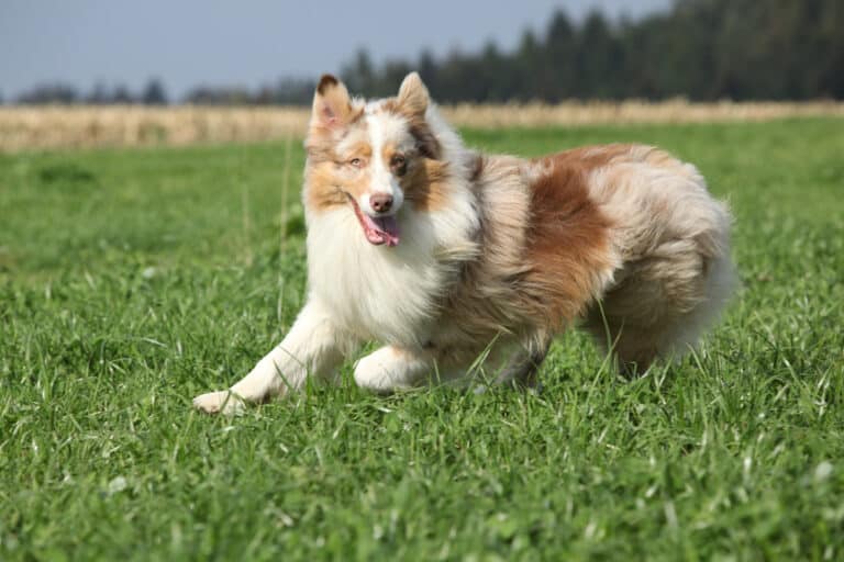 Beautiful australian shepherd smiling and running in nature in spring
