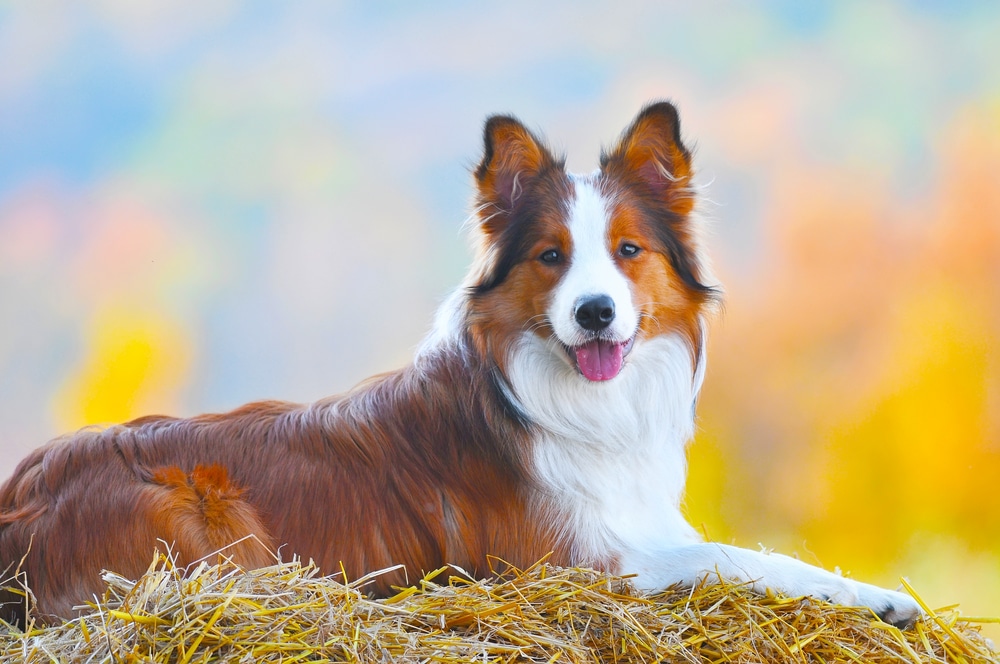 Border Collie - best running dogs