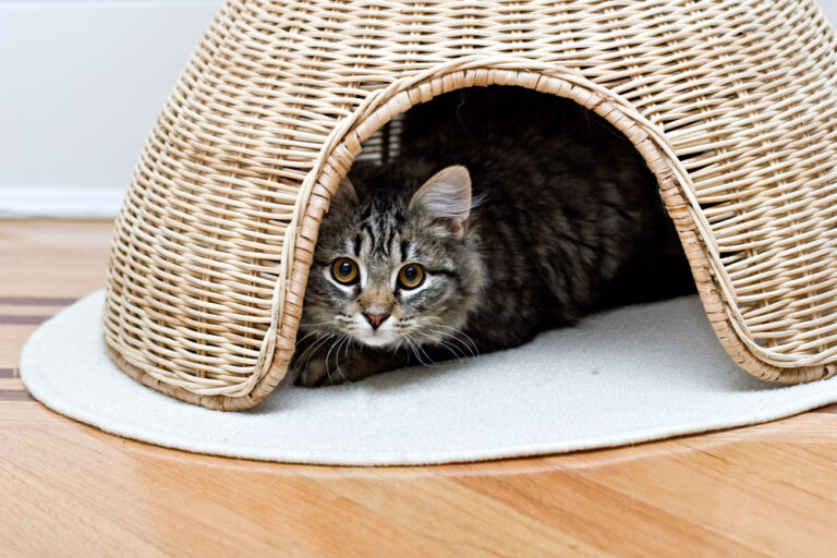 Why does my cat keep hiding from me