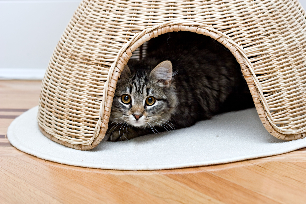 Why does my cat keep hiding from me