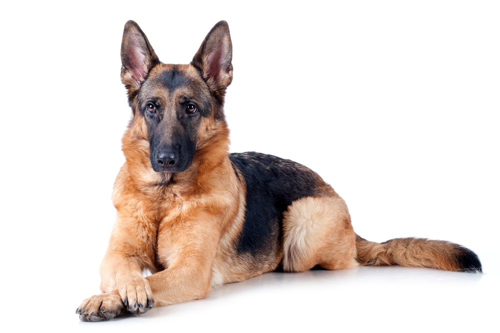 Best Guard Dog Breeds for First-Time Owners