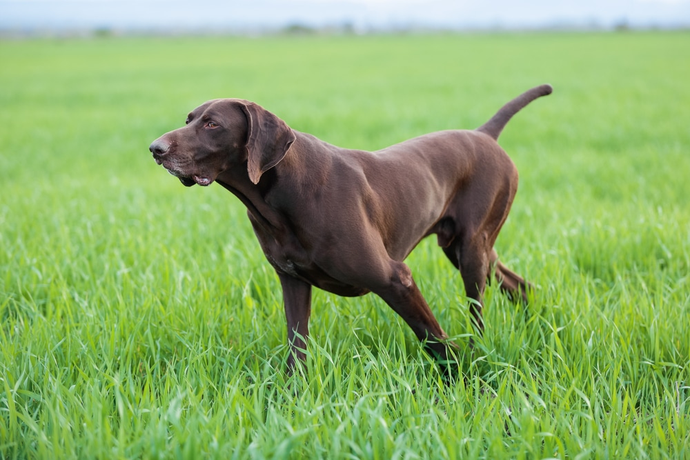 German Shorthaired Pointers - best running dogs