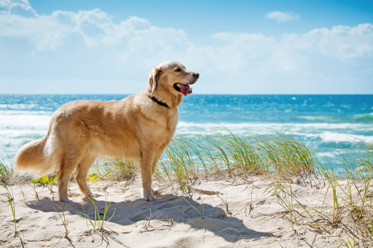 Are Golden Retrievers Easy to Train