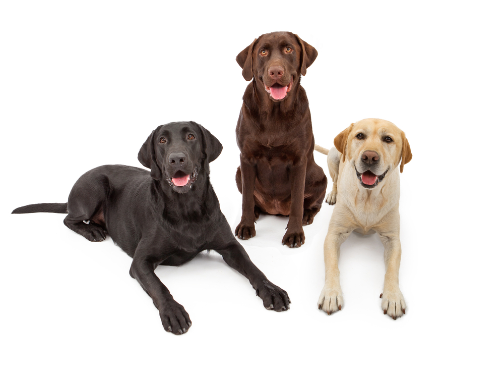 Best Guard Dog Breeds for First-Time Owners