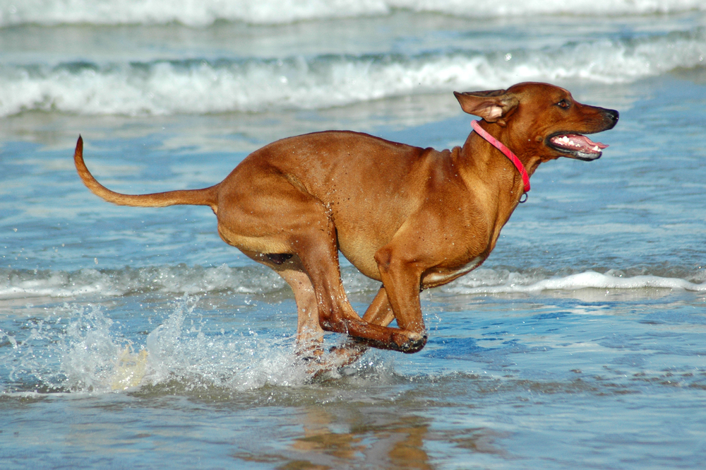 best running dogs