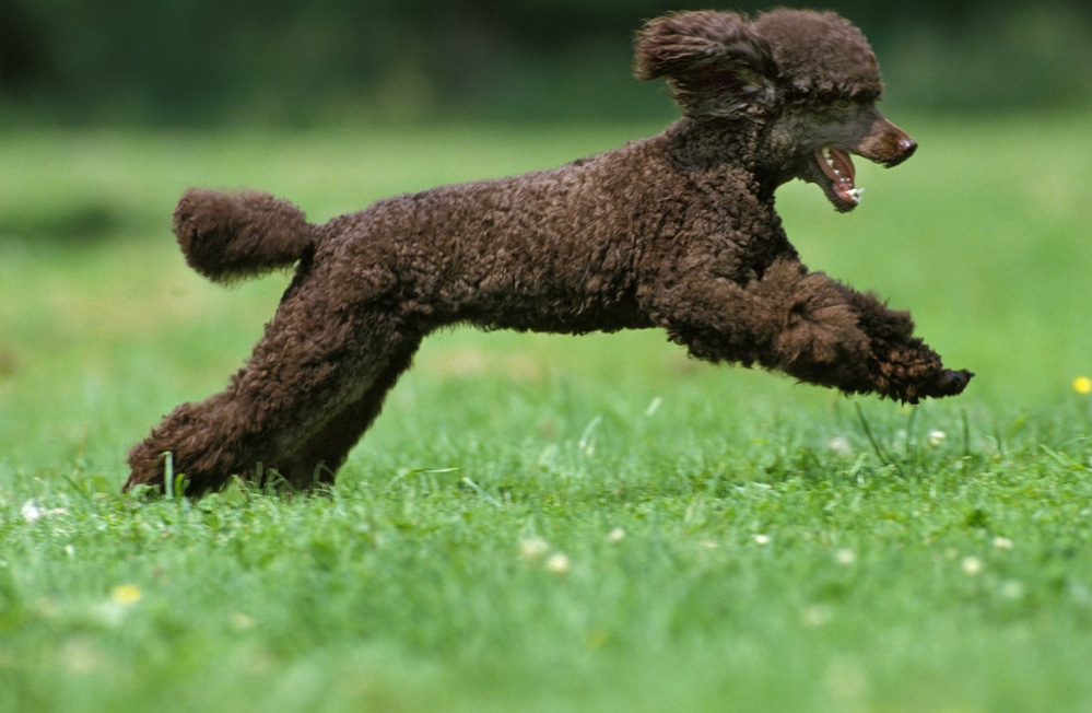 best running dogs