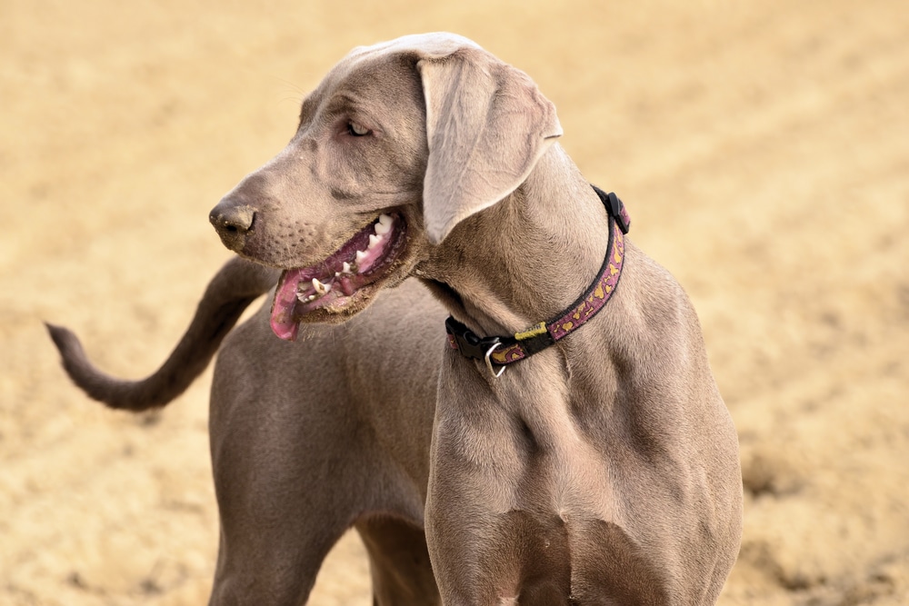 best running dogs