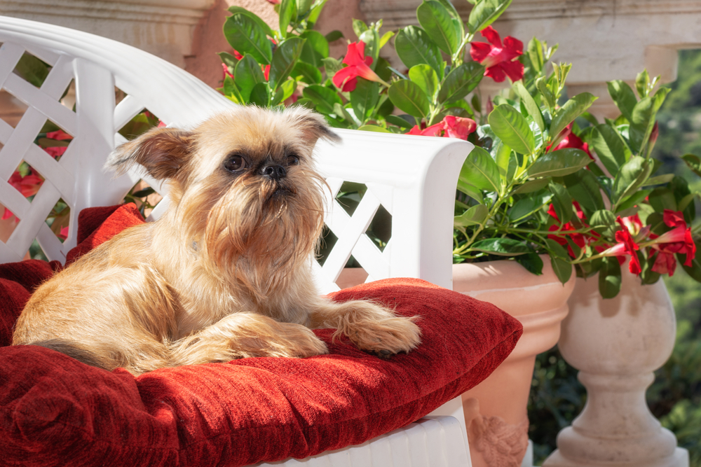 Brussels Griffon - Cute that don't shed