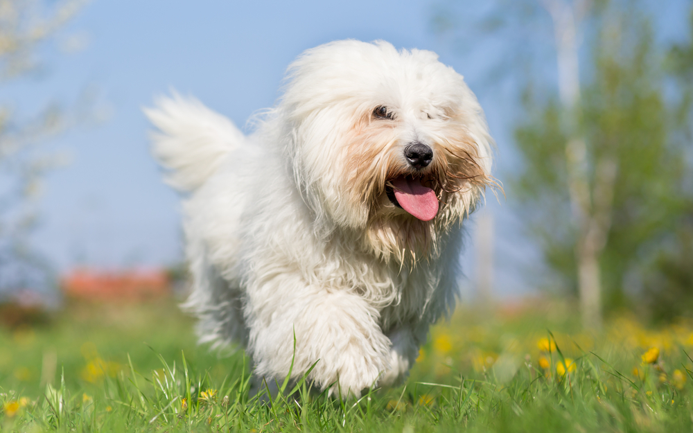 Coton De Tulear - Cute dogs that don't shed