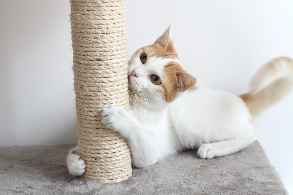 How do I get my cat to use the scratching post?