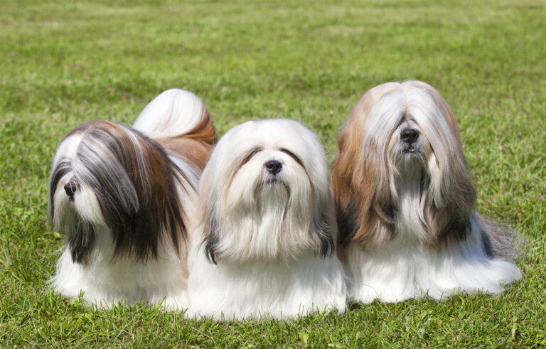 Cute dogs that don't shed