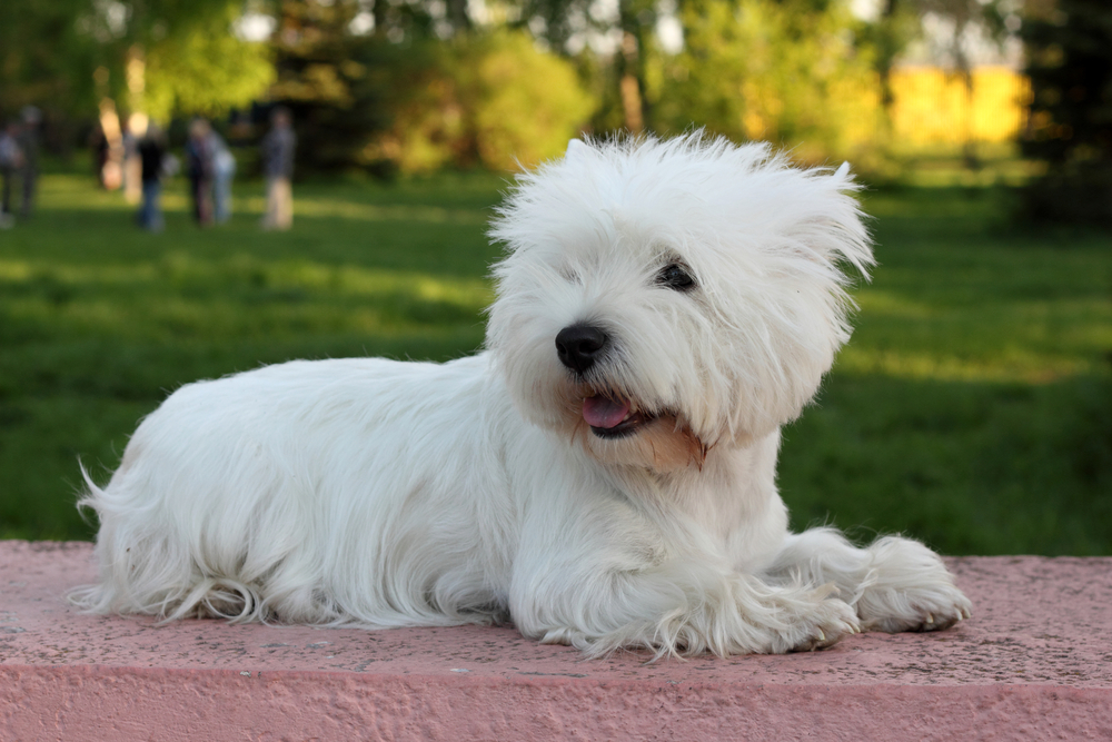West Highland White Terrier - Cute dogs that don't shed