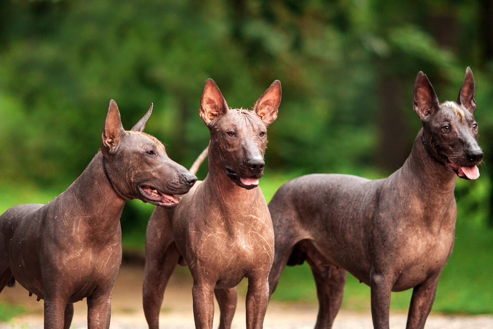 Cute dogs that don't shed - Xoloitzcuintli