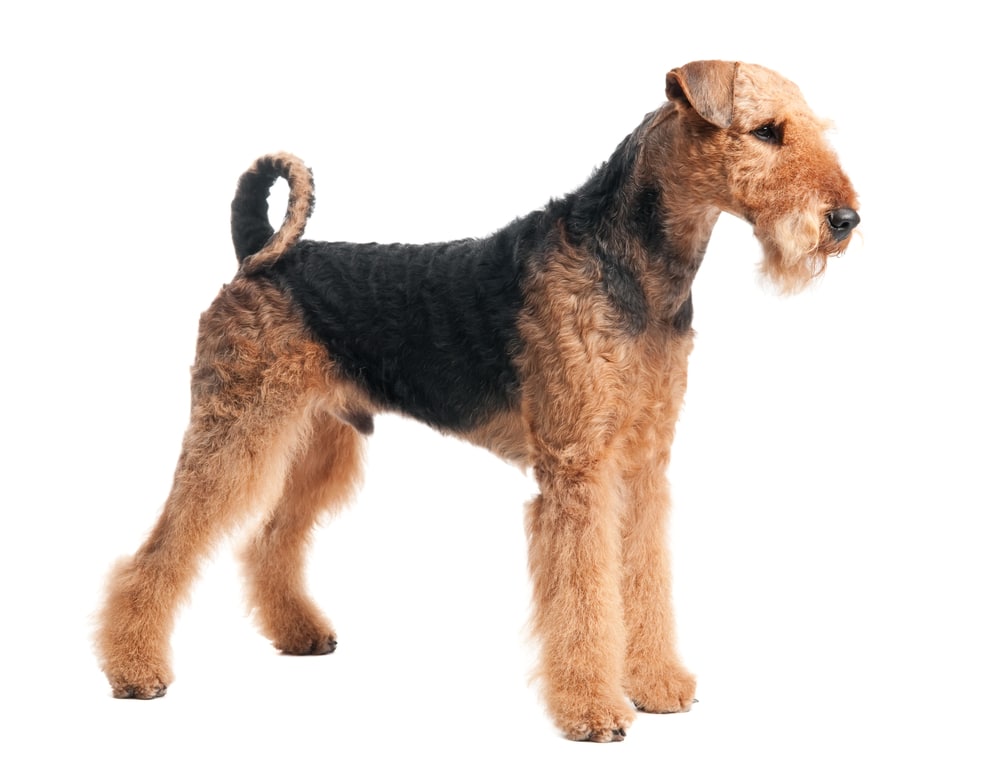 Hot Weather Dogs | Airedale Terrier