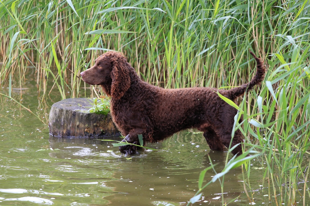 Hot Weather Dogs | American Water Spaniel