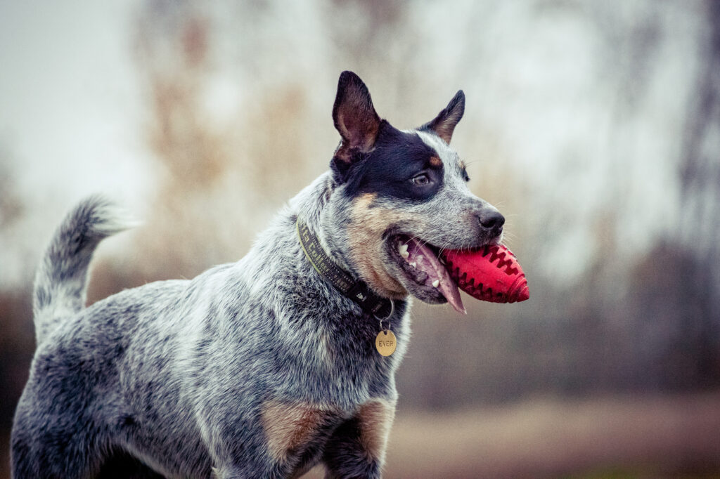 Hot Weather Dogs | Australian Cattle Dog