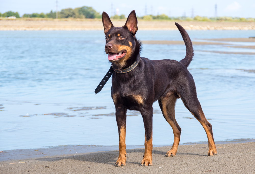 Australian Kelpie