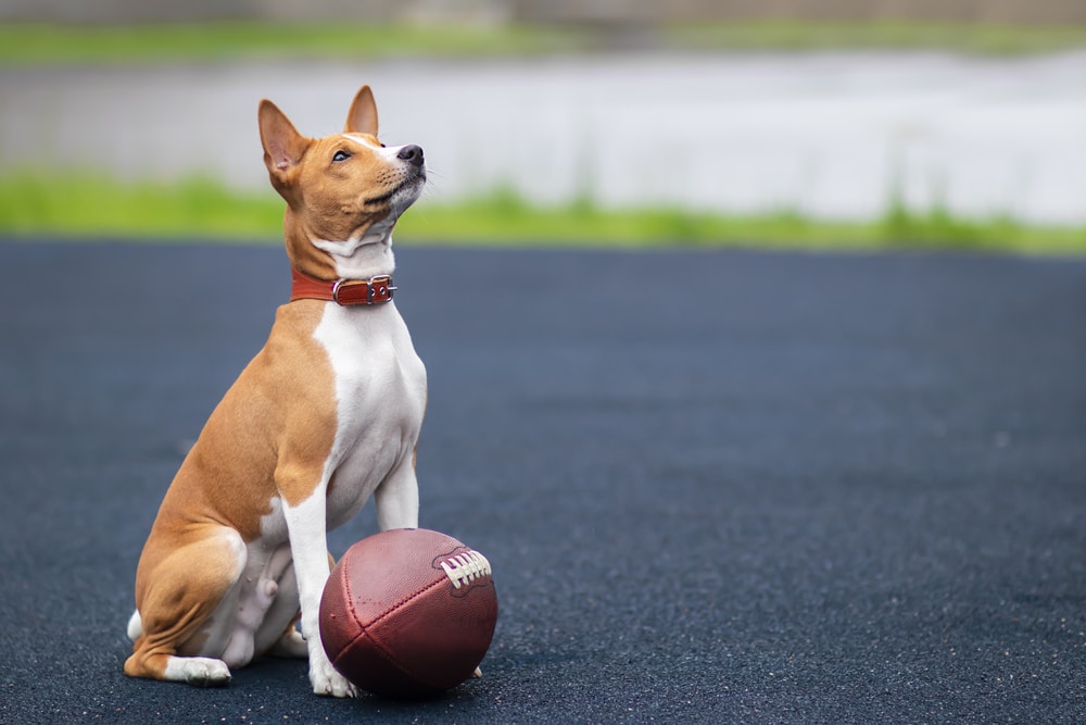 Basenji