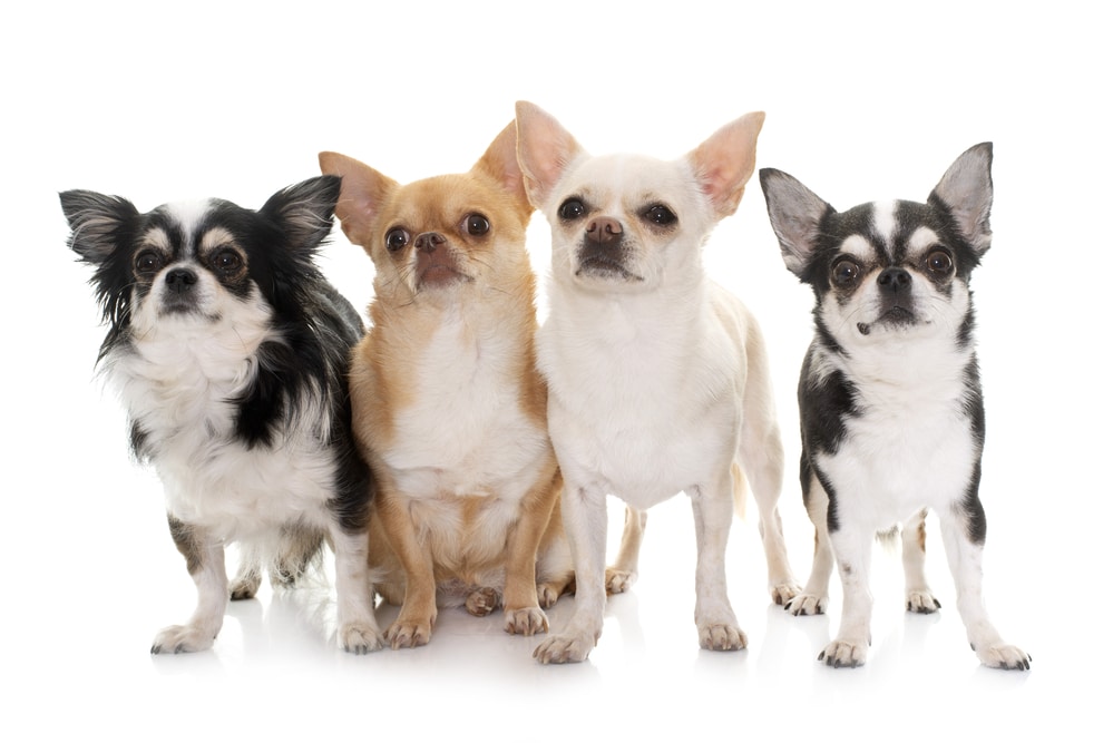 Hot Weather Dogs | Chihuahua