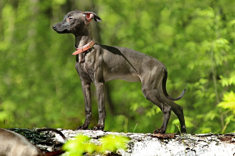 Italian-Greyhound