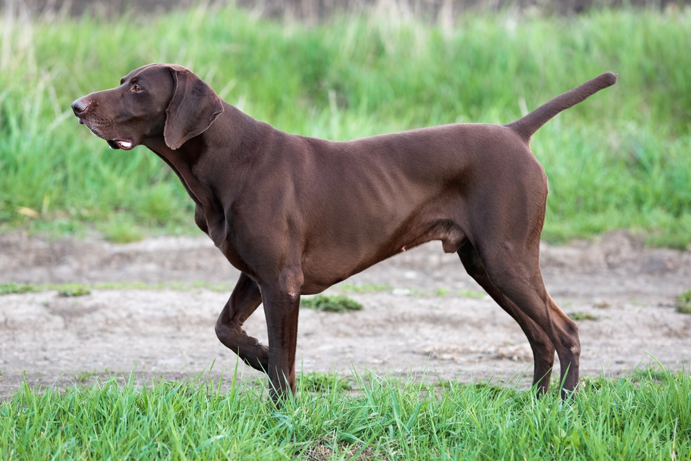 Hot Weather Dogs - Shorthaired German Pointer
