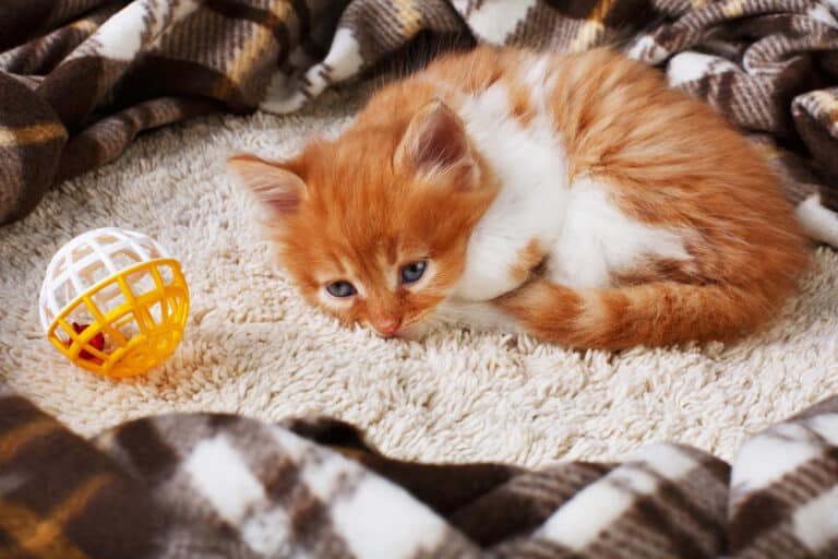 Why does my cat suck on blankets?