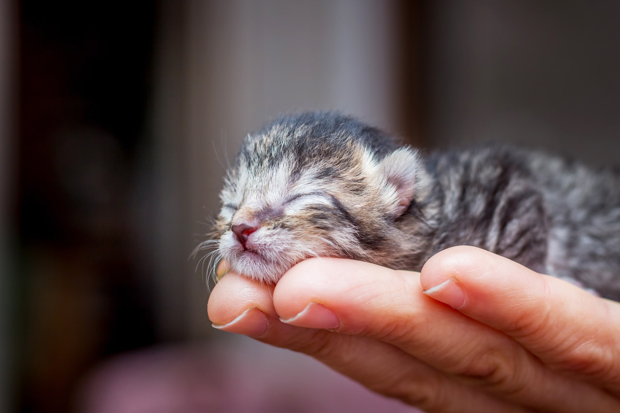 What does it mean when a kitten purrs?