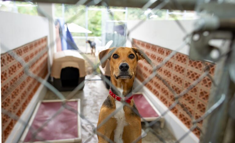 tips for adopting a dog from a shelter