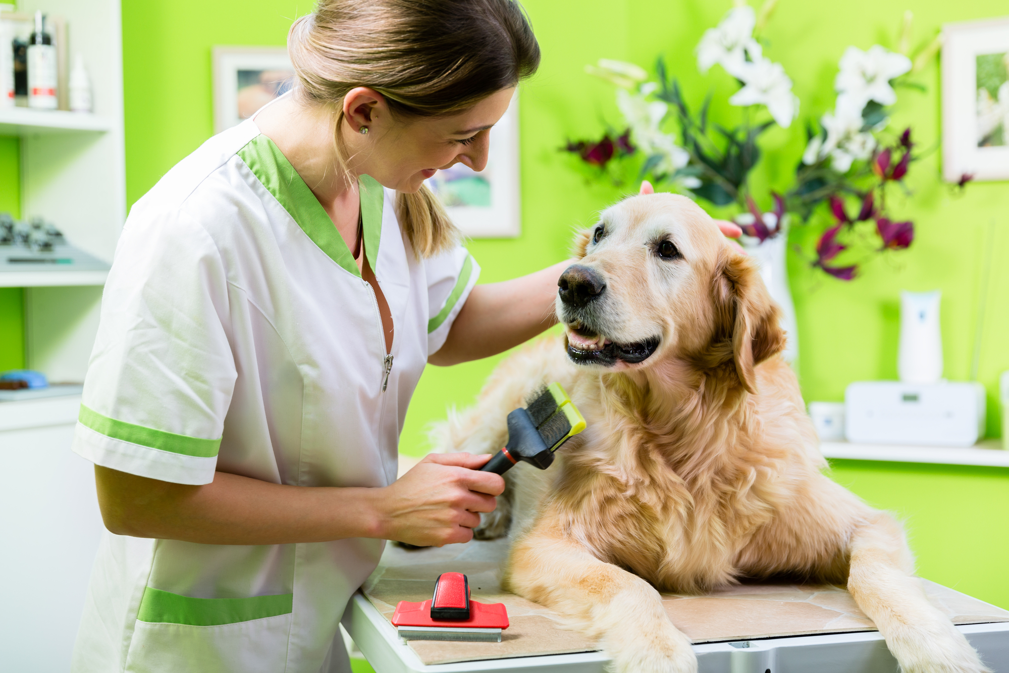 Best brush for Golden Retrievers