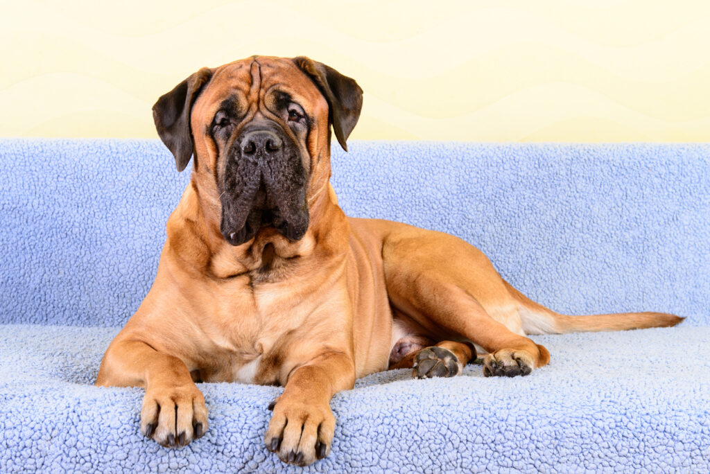 Bullmastiff