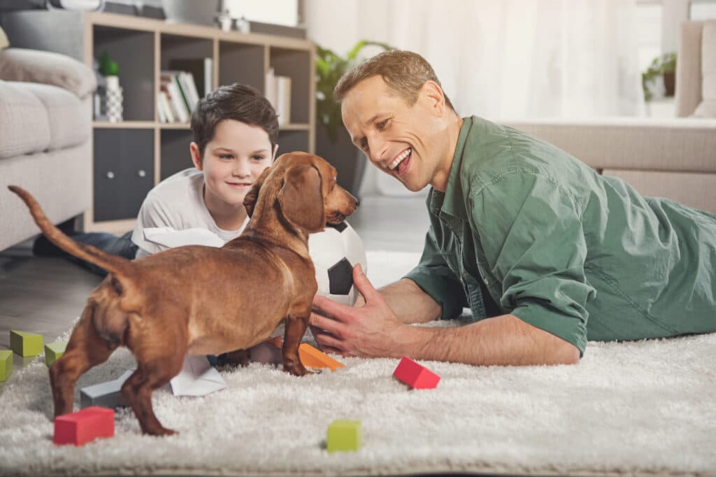Dachshund with family in an apartment