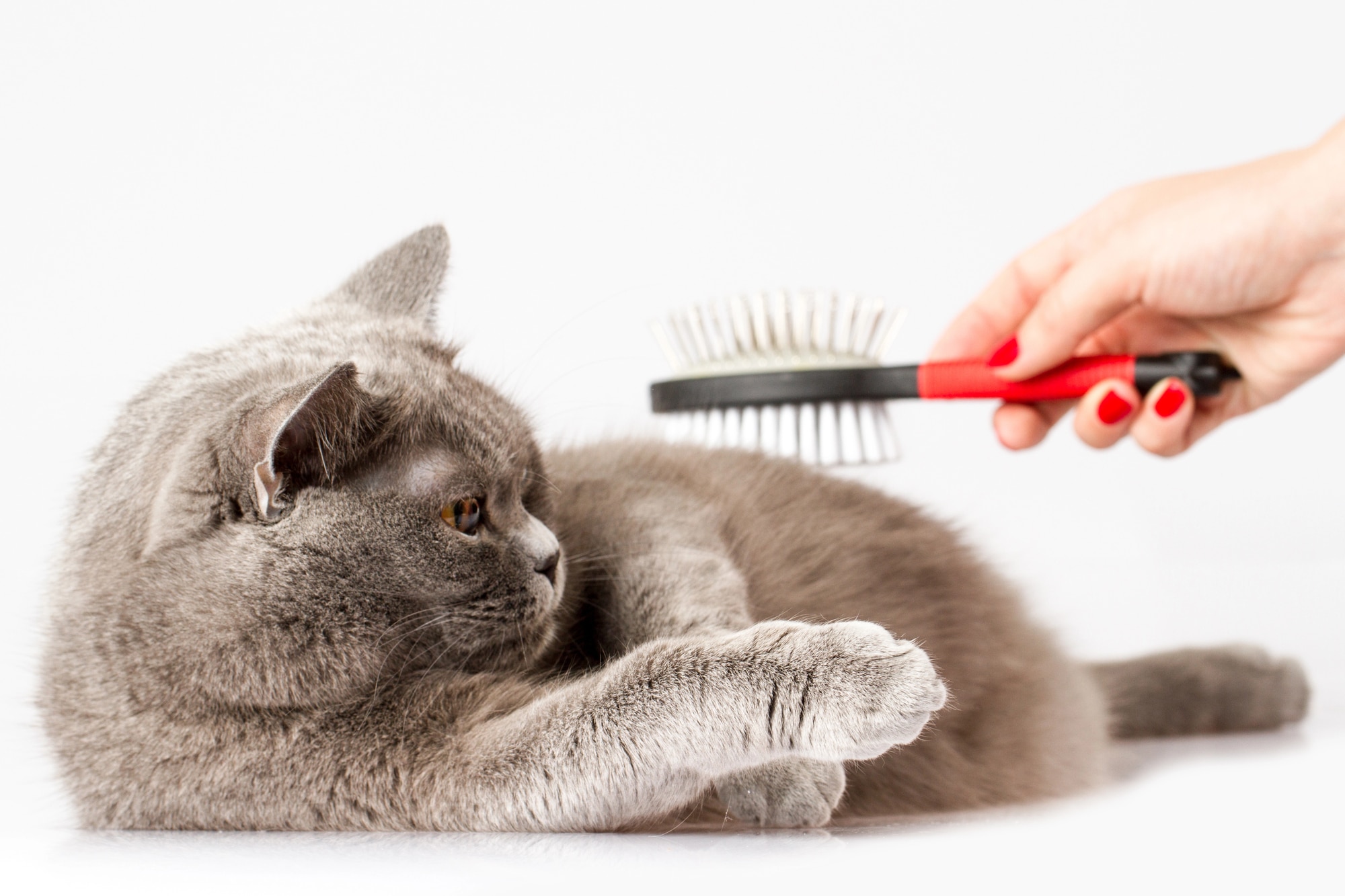 How to Prevent Cat Hairballs