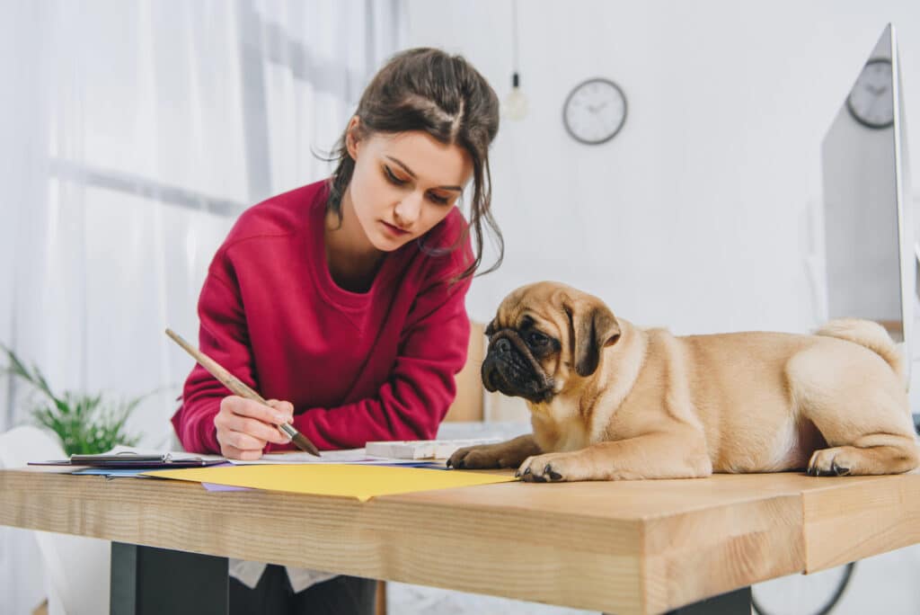 Pug