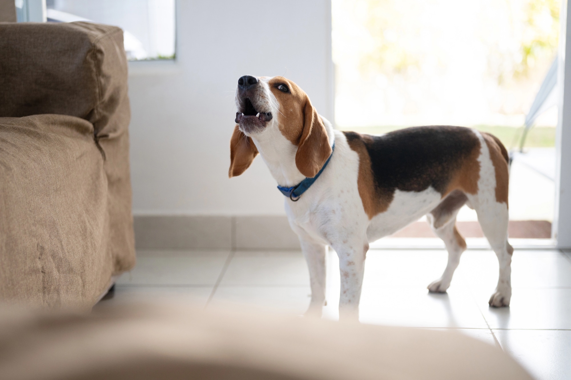 How to Stop a Dog from Barking at Night: