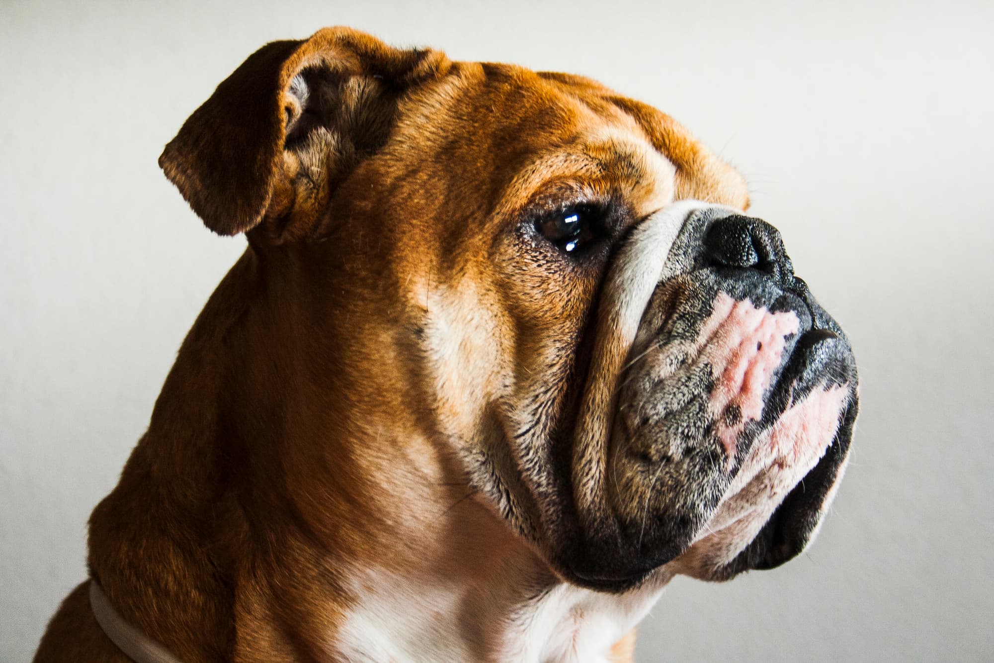 Problems with British Bulldogs