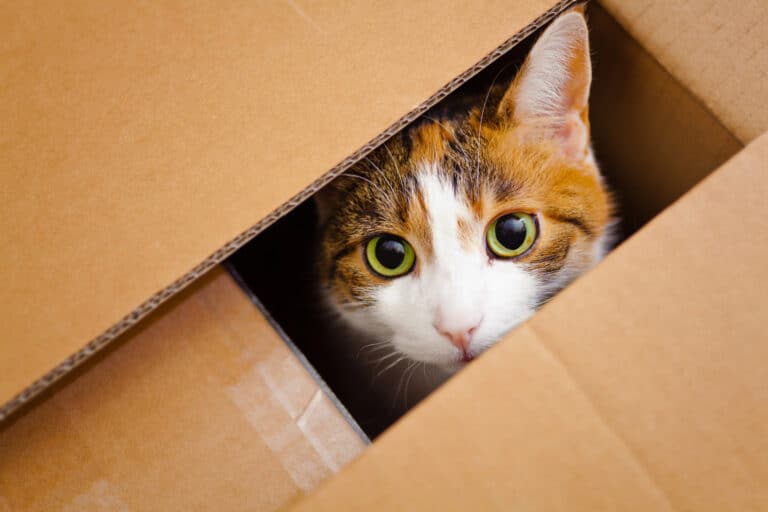 Weird Behavior in Cats