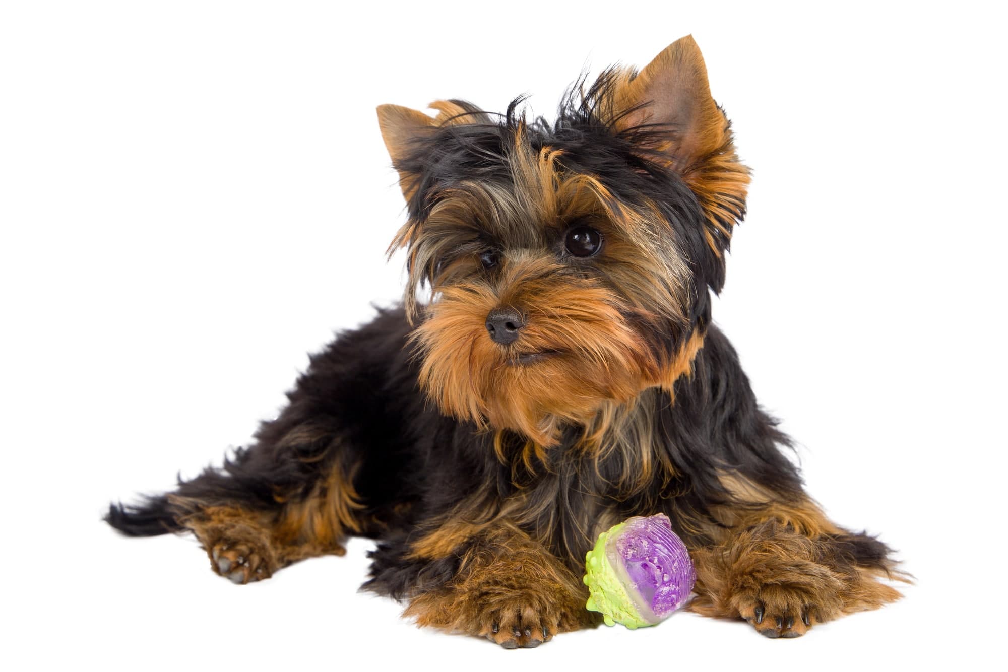 Yorkies and Separation Anxiety