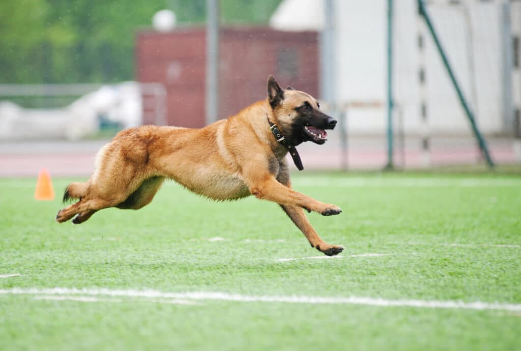 Best Guard Dog Breeds for First-Time Owners