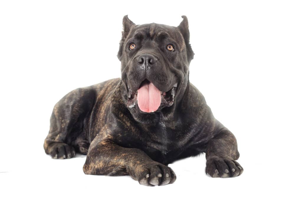 Best Guard Dog Breeds for First-Time Owners