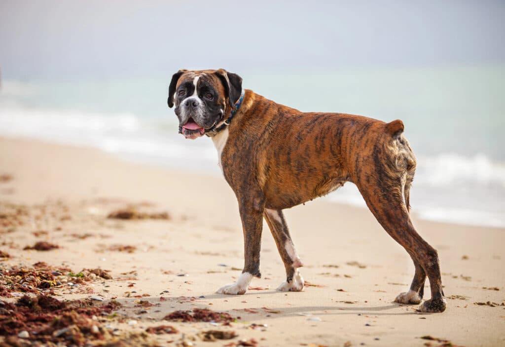 Best Guard Dog Breeds for First-Time Owners