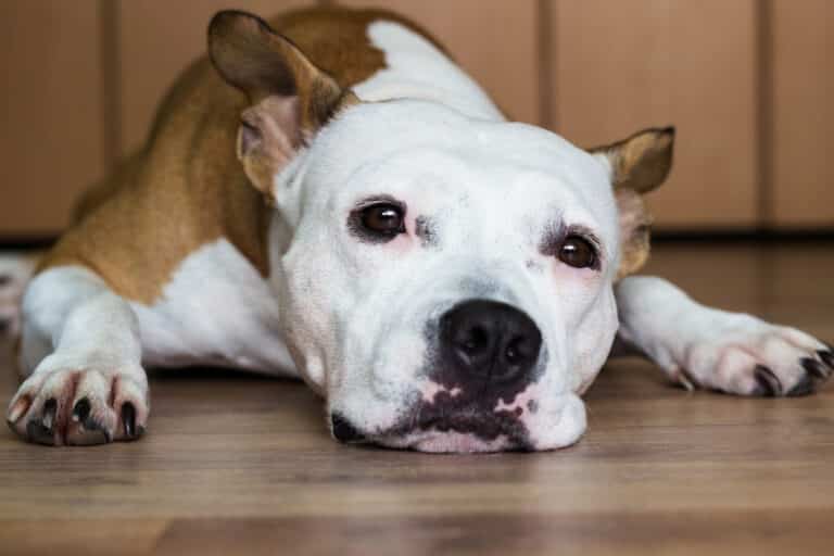 How to Teach a Dog to Calm Down at Night