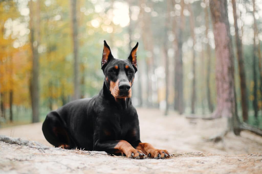 Best Guard Dog Breeds for First-Time Owners