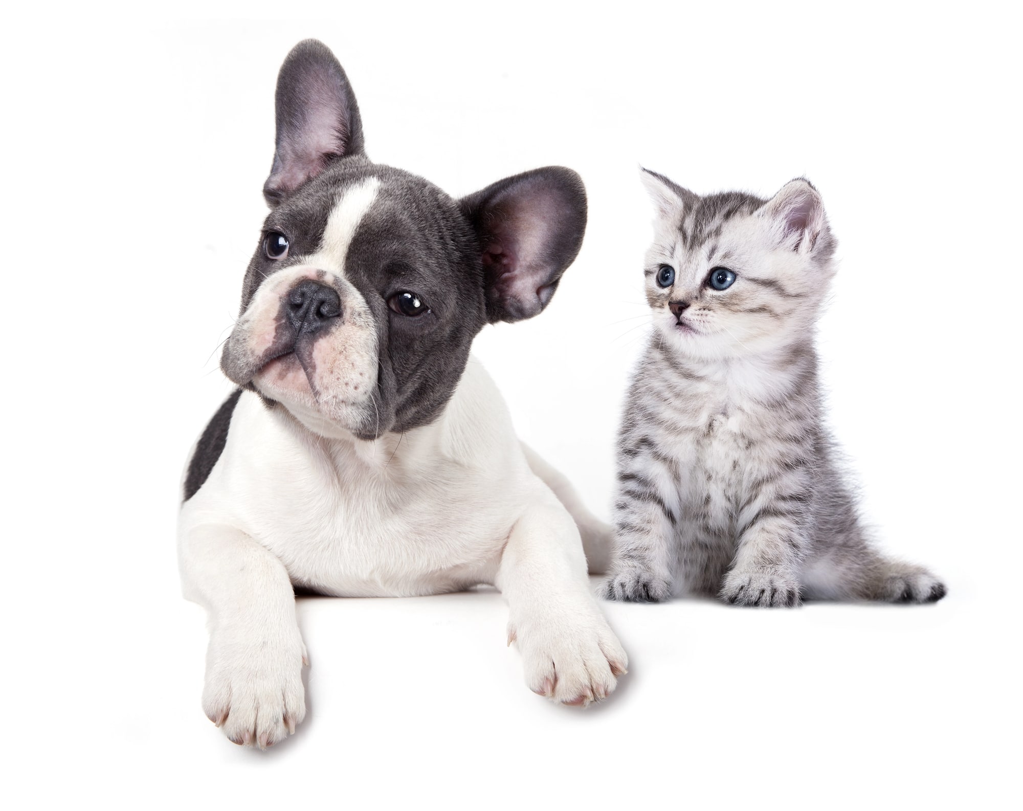 How to Introduce a Kitten to a Dog